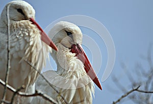 Stork of the wetlands